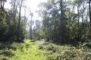 Forêt de Nieppe